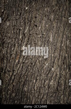 Old tree cracked bark background natural pattern Stock Photo