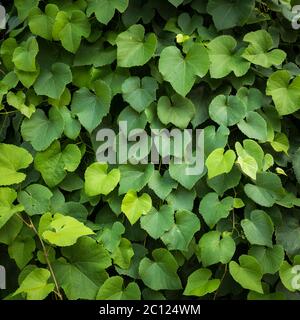Green leaf background Leaves texture pattern Stock Photo
