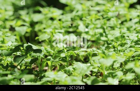 green background of grass Stellaria media, Chickweed in the summer forest. Stock Photo