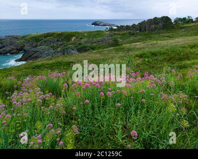 Spring coastal landscape in the vicinity of the Sonabia beach. Sonabia, Castro Municipality, Cantabrian Sea, Cantabria, Spain, Europe