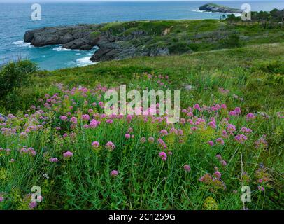 Spring coastal landscape in the vicinity of the Sonabia beach. Sonabia, Castro Municipality, Cantabrian Sea, Cantabria, Spain, Europe