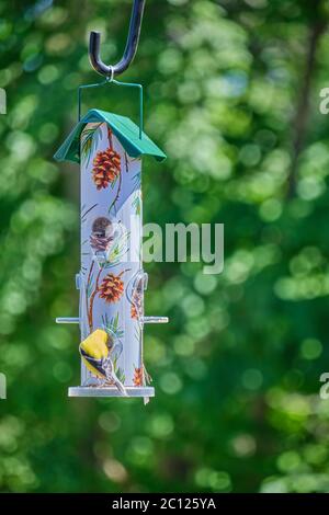 Male American Goldfinch Spinus Tristis feeding at a backyard feeder in Orillia Ontario Canada. Stock Photo