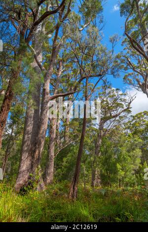 Red Tingle trees (Eucalyptus jacksonii), Ancient Empires Walk, Valley of the Giants, Walpole-Nornalup National Park, Western Australia, Australia Stock Photo