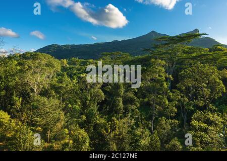 Rain forest, tree crowns and mountain in Mauritius Stock Photo