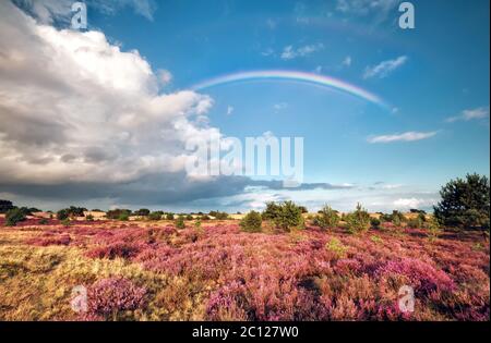 rainbow over meadow with flowering heather Stock Photo