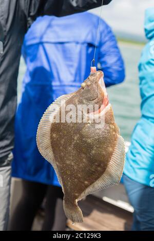 Flounder on hook. Bottom sea fishing in the Pacific near Kamchatka. Stock Photo