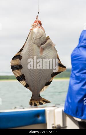 halibut fishing rod Stock Photo - Alamy