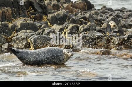 Pusa is a genus of earless seals. Stock Photo