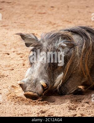 Common warthog (Phacochoerus africanus) head, Bioparc, Valencia, Spain. Stock Photo