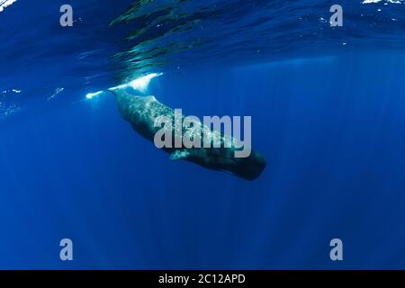 Sperm whale in Indian ocean, Mauritius. Stock Photo