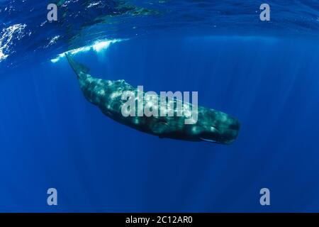 Sperm whale in Indian ocean, Mauritius. Stock Photo