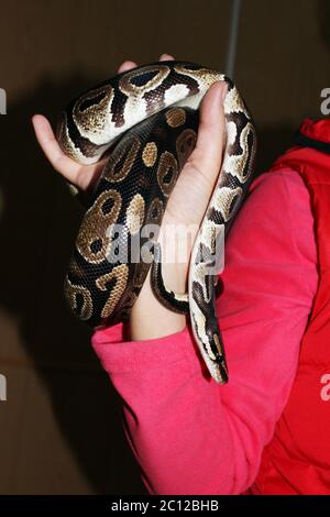dwarf and royal python  regius sitting on his hands during the exhibition. Stock Photo