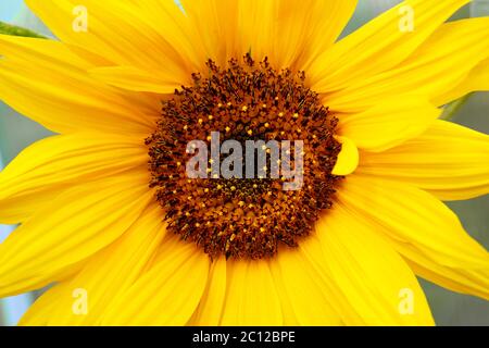 Close-up macro shot a sunflower. Stock Photo