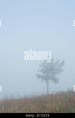 sunrise over a field with a single tree in the foreground, Germany ...