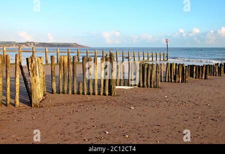 Old wooden logs used as groynes at Dawlish Warren run down to the sea Stock Photo