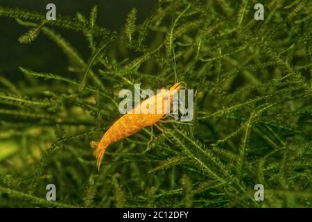 Freshwater shrimp closeup shot in aquarium (genus Neocaridina) Stock Photo