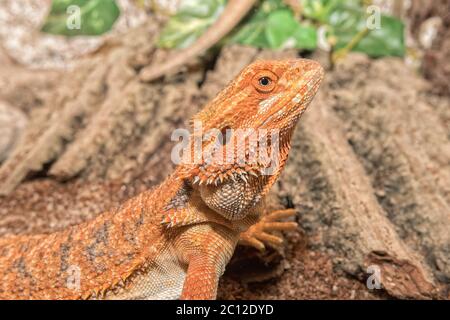 Detail of the head of agama in a terrarium Stock Photo