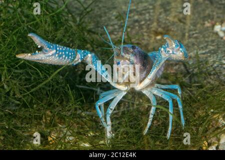 Blue crayfish on the bottom in aquarium Stock Photo