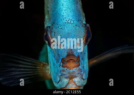 Portrait of blue head of discus fish Stock Photo