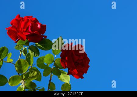 Two red roses on sunny sky. Stock Photo