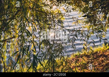 Summer or early autumn park with pond river and weeping willow trees on the shore Stock Photo