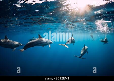 Dolphins swimming underwater in ocean. Mauritius Stock Photo