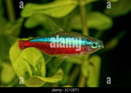 Portrait of neon tetra fish (Paracheirodon axelrodi) in aquarium Stock Photo