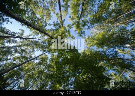 Looking up in Forest - Green Tree branches nature abstract Stock Photo