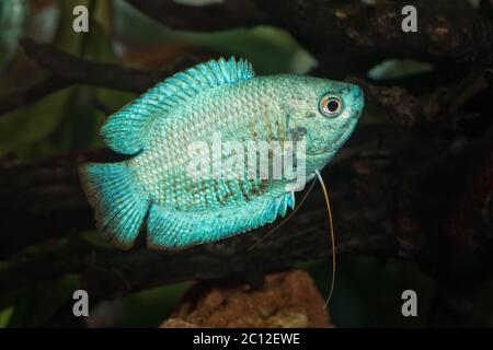 Portrait of fish from genus Trichogaster (Colisa) in aquarium Stock Photo