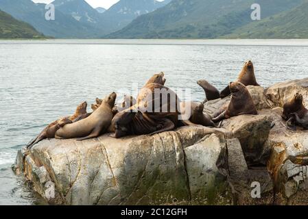 Rookery Steller sea lions. Island in Pacific Ocean near Kamchatka Peninsula. Stock Photo