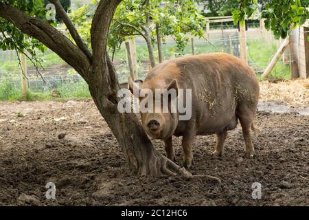 Large Pig standing next to tree in a muddy Sty, Nidderdale, North Yorkshire, England, UK. Stock Photo