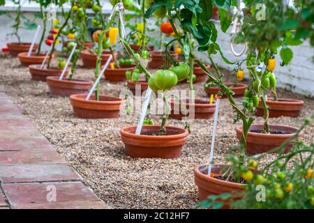 Numerous tomato plants in terracotta pots line a gravel path in the Victorian glasshouse of the walled kitchen garden at Audley End House near Saffron Walden, Essex, England. White plant labels mark each pot, with green, yellow and red fruit of different varieties ripening on the stems. The walled kitchen garden was laid out in 1751; its ranges of glasshouses date from extensions begun in the 1760s, followed in the 1820s by a vinery more than 50 metres long. English Heritage restored the garden in the 1990s using the diary of Victorian head gardener William Cresswell and has run it on organic  Stock Photo