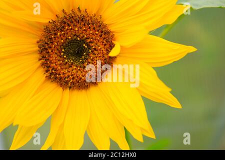 Close-up macro shot a sunflower. Stock Photo