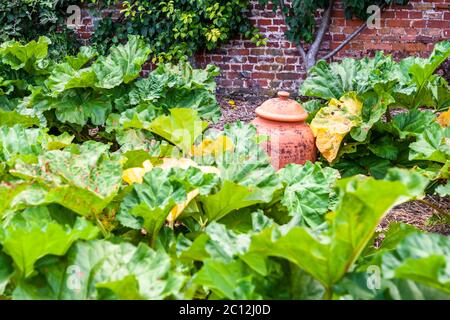 A terracotta rhubarb forcer peeks out among broad, partly yellowing rhubarb leaves in the walled kitchen garden of Audley End House near Saffron Walden, Essex, England. An ivy-covered brick wall forms the backdrop; the bell-shaped, light-excluding pot forces the stalks beneath it to grow pale and tender – a traditional Victorian method for an early harvest. The walled kitchen garden was laid out in 1751; its ranges of glasshouses date from extensions begun in the 1760s, followed in the 1820s by a vinery more than 50 metres long. English Heritage restored the garden in the 1990s using the diary Stock Photo