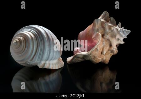 Snail shells on a shiny surface in a black background, still life photography. Queen snail shell Stock Photo