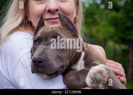 The blonde holds in her arms a puppy of the American Staffordshire Terrier Stock Photo