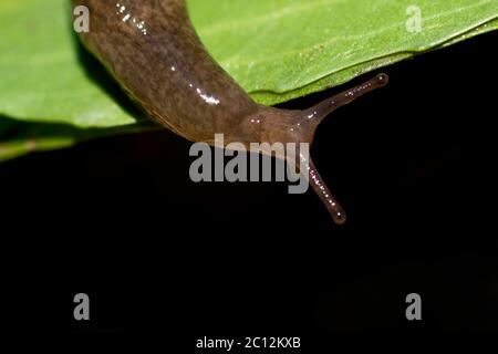 Garden slug on green leaf with black background Stock Photo