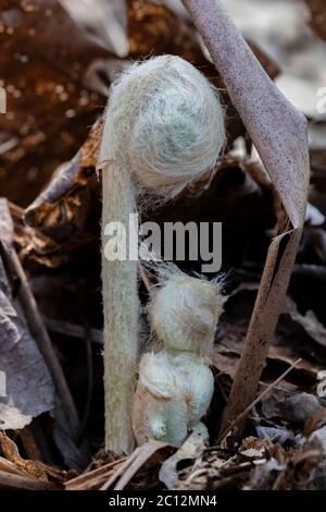 Cinnamon Fern, Osmundastrum cinnamomeum, fiddleheads emerging in May in Loda Lake Wildflower Sanctuary, Huron-Manistee National Forest, Michigan, USA Stock Photo