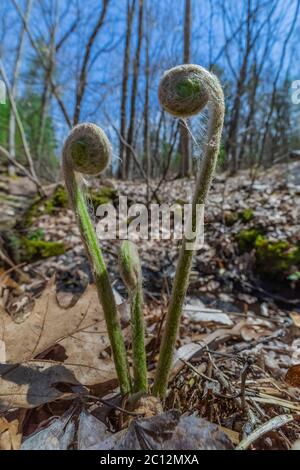 Cinnamon Fern, Osmundastrum cinnamomeum, fiddleheads emerging in May in Loda Lake Wildflower Sanctuary, Huron-Manistee National Forest, Michigan, USA Stock Photo