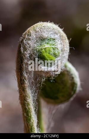 Cinnamon Fern, Osmundastrum cinnamomeum, fiddleheads emerging in May in Loda Lake Wildflower Sanctuary, Huron-Manistee National Forest, Michigan, USA Stock Photo