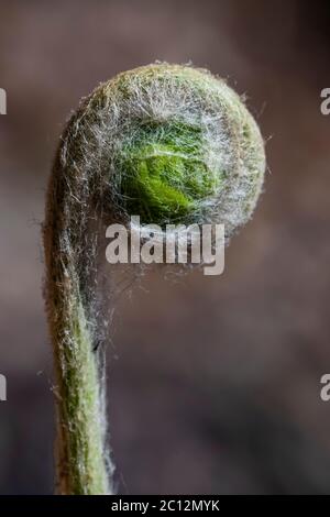 Cinnamon Fern, Osmundastrum cinnamomeum, fiddleheads emerging in May in Loda Lake Wildflower Sanctuary, Huron-Manistee National Forest, Michigan, USA Stock Photo