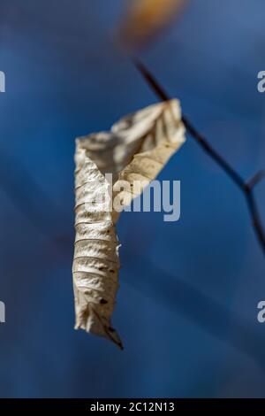 Last year's American Beech, Fagus grandifolia, leaves still hanging on in early May in Loda Lake Wildflower Sanctuary, Huron-Manistee National Forest, Stock Photo