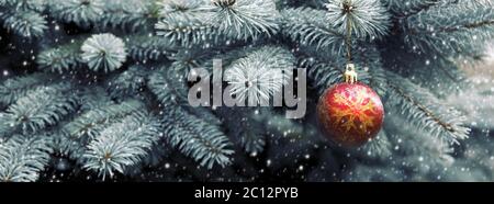 Close up of red christmas ball on fir tree branch Stock Photo