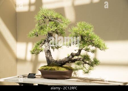 Bonsai Tree dispaly at Brooklyn Botanic Garden. Brooklyn Botanic Garden is  a botanical garden in the borough of Brooklyn, New York City. Bonsai is an  Stock Photo - Alamy