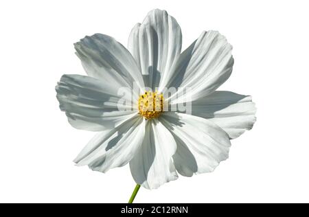 Cosmos bipinnatus 'Sonata White' a white herbaceous summer autumn annual flower plant commonly known as Mexican Aster cut out and isolated on a white Stock Photo