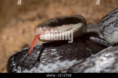 Cave Racer snake, Orthriophis taeniurus grabowskyi, Racer Cave, Mulu, Malaysia Stock Photo