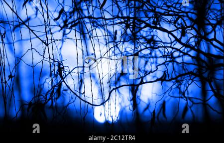 Tree branches on dramatic sunset sky - abstract photo Stock Photo