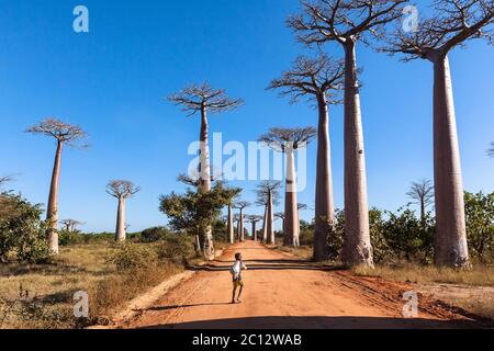 African boy on baobab alley Morondava, Madagascar . Stock Photo