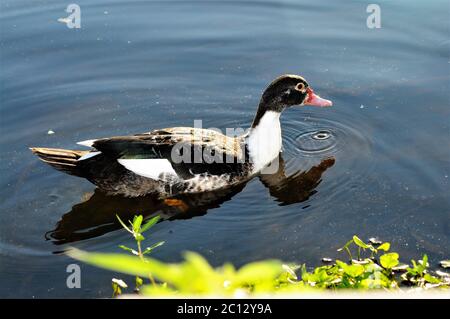 Juvenile Muscovy ducks Stock Photo