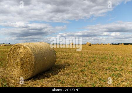 Large freshly baled round hay bales stacked out in the farm field. Stock Photo